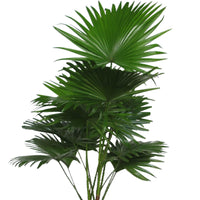 Kentia palm Livistona rotundifolia with grey wicker basket