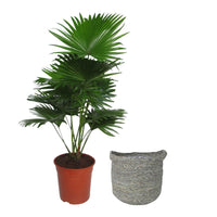Kentia palm Livistona rotundifolia with grey wicker basket