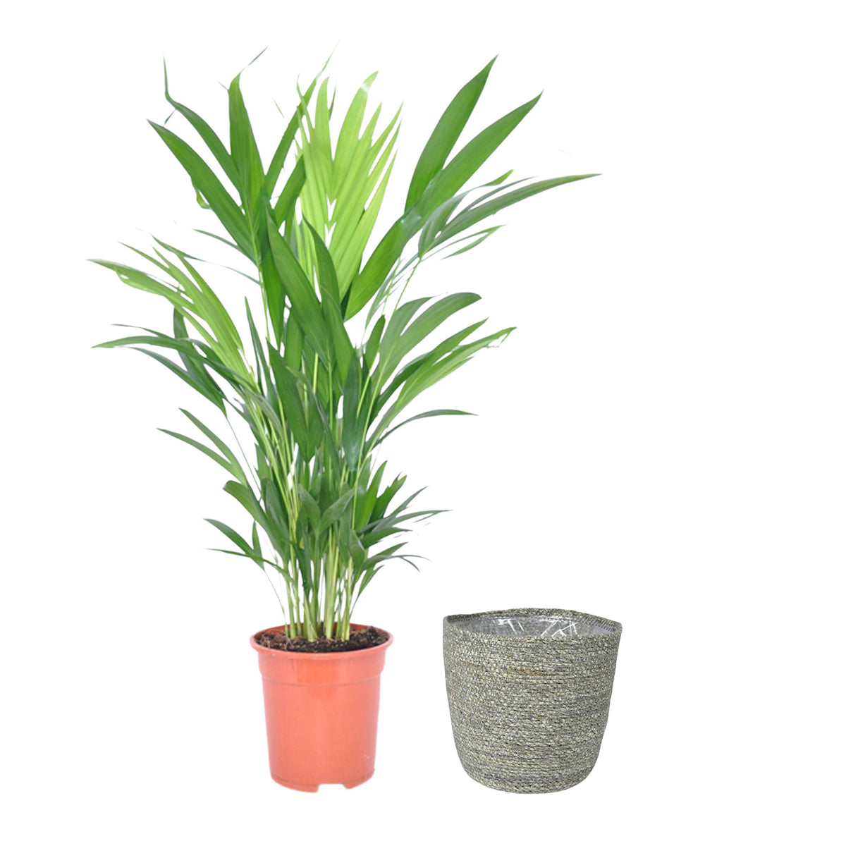 Arcea palm Dypsis Lutescens