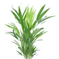 Arcea palm Dypsis Lutescens