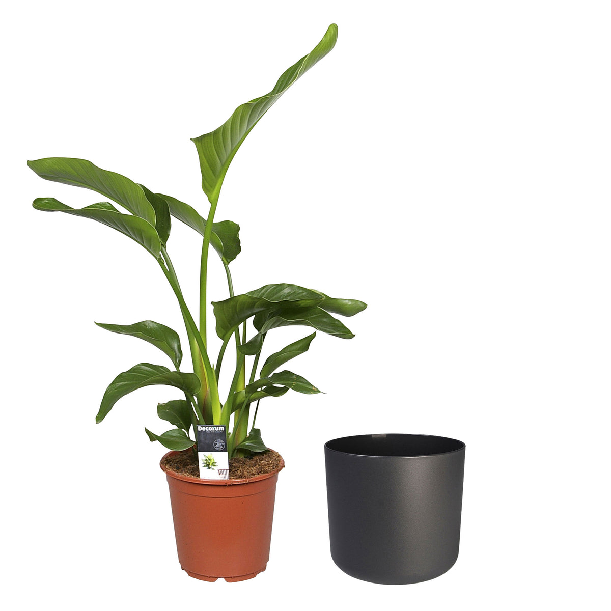 Bird of paradise plant Strelitzia nicolai incl. decorative pot anthracite