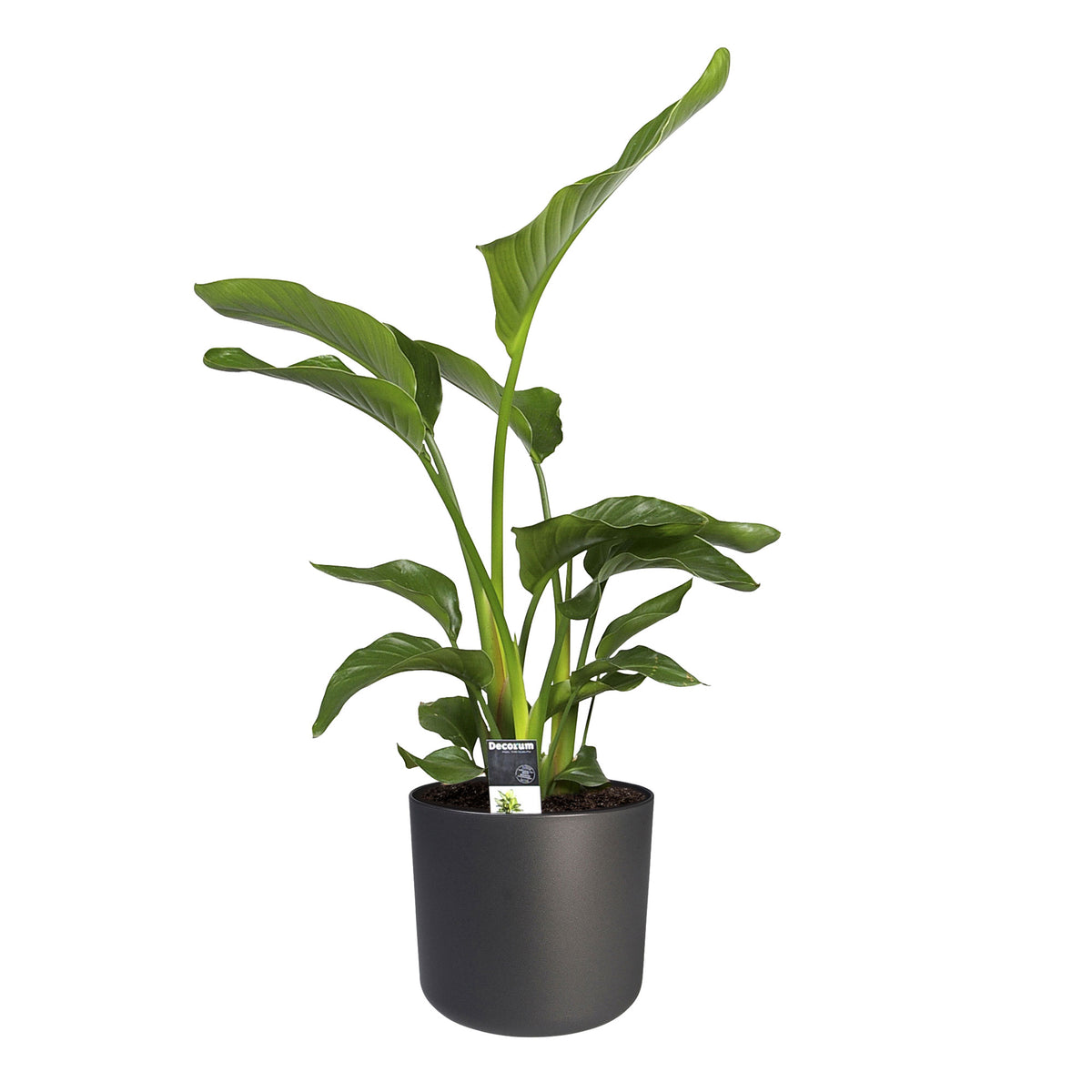 Bird of paradise plant Strelitzia nicolai incl. decorative pot anthracite