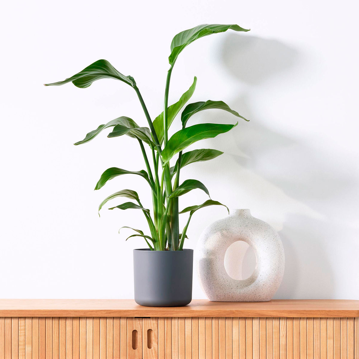 Bird of paradise plant Strelitzia nicolai incl. decorative pot anthracite