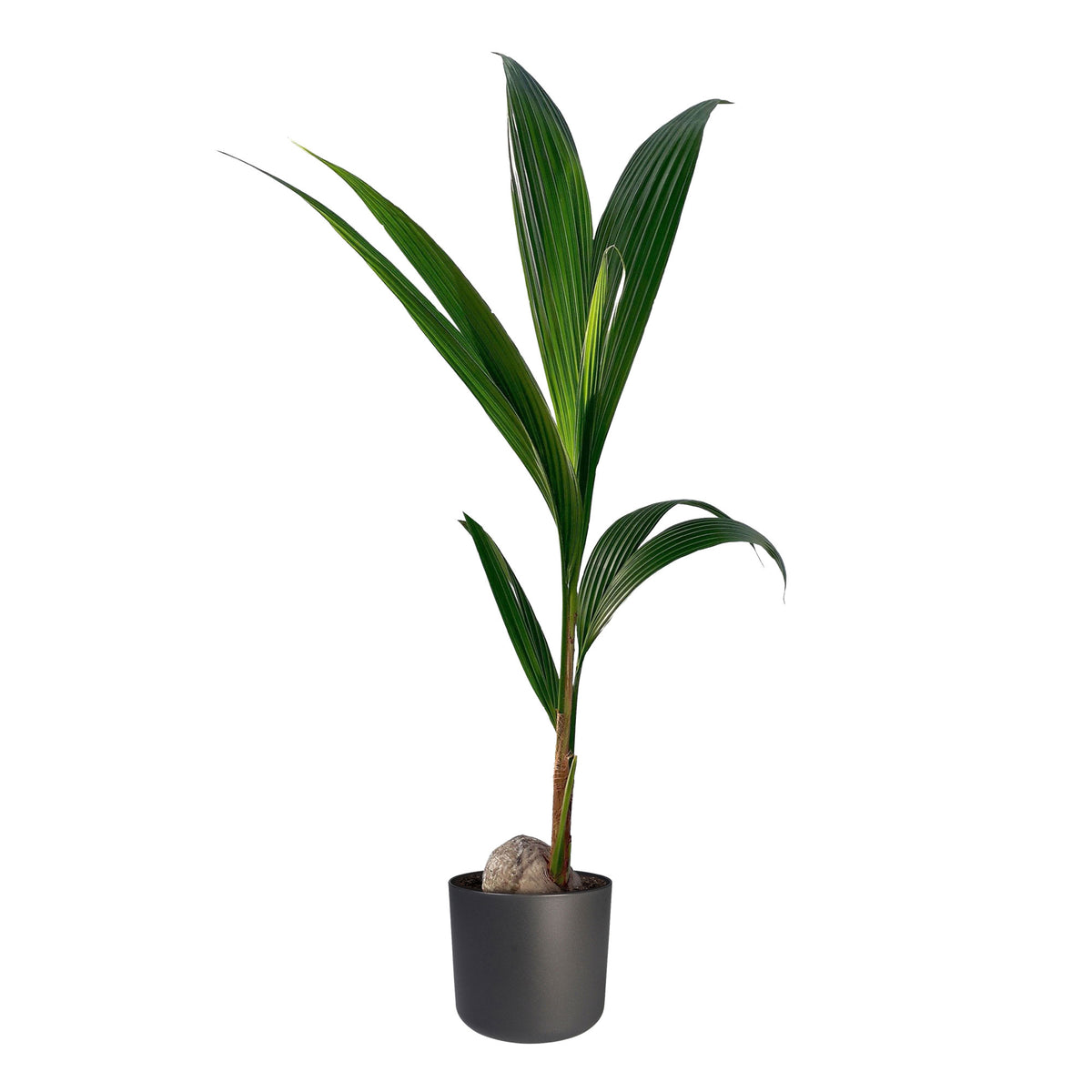 Coconut palm Cocos nucifera incl. decorative pot