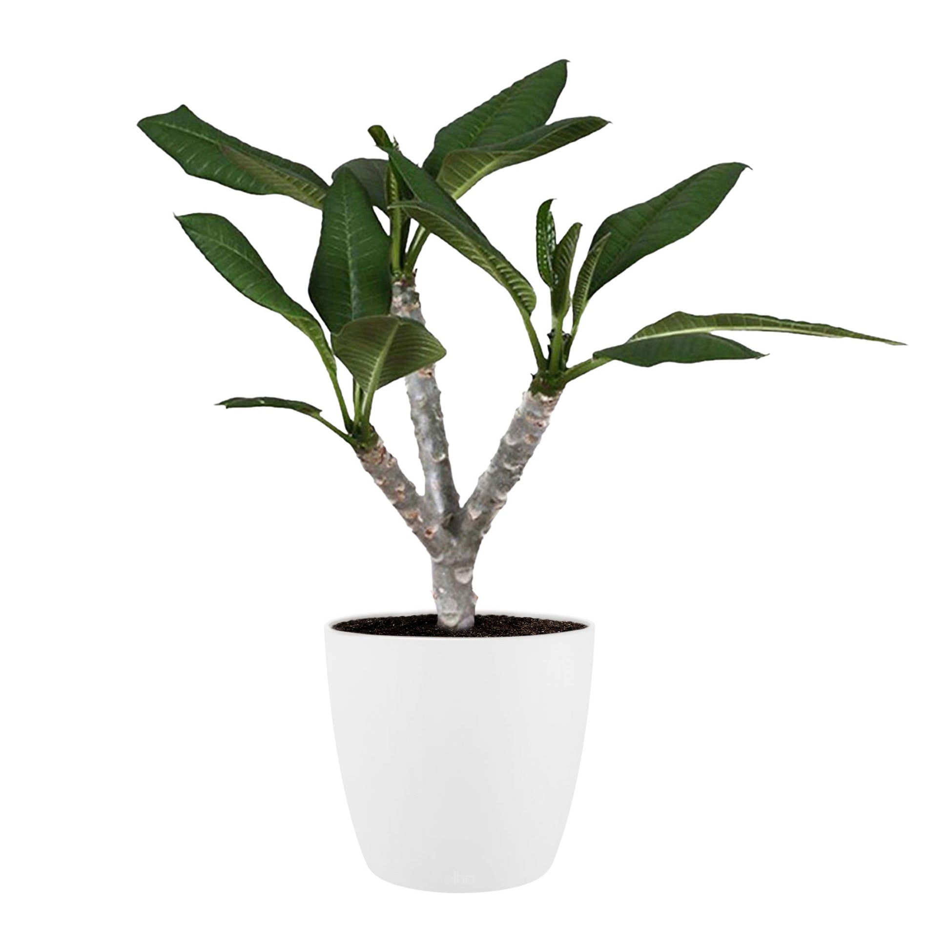 frangipani house plant Temple Tree Frangipani Plumeria 'Hawaiian' Pink incl. decorative pot