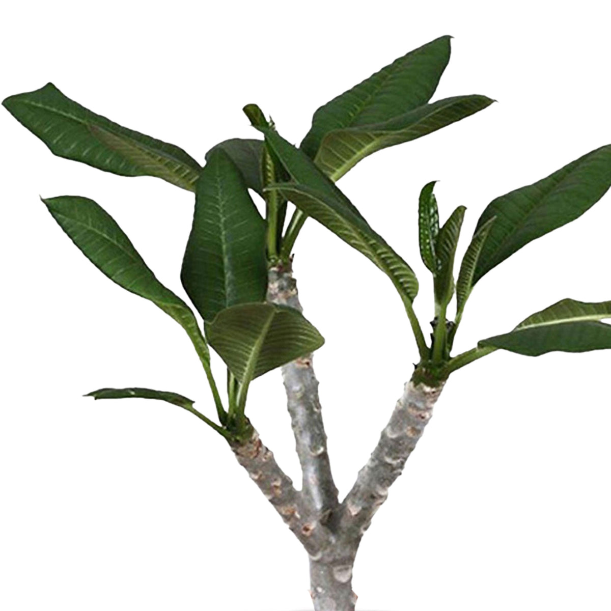 Temple Tree Frangipani Plumeria 'Hawaiian' Pink incl. decorative pot