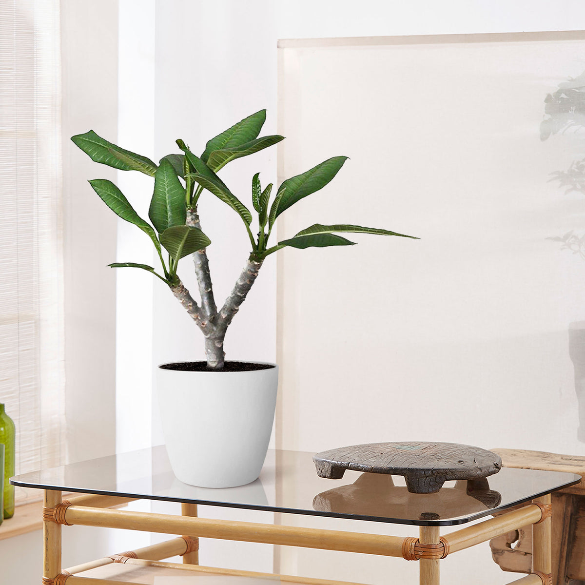 Temple Tree Frangipani Plumeria 'Hawaiian' Pink incl. decorative pot