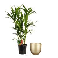 Indoor palm Howea forsteriana XL with decorative gold pot