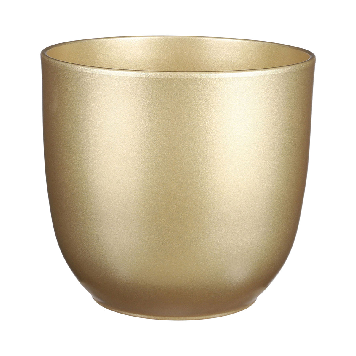 Indoor palm Howea forsteriana XL with decorative gold pot