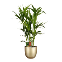 Indoor palm Howea forsteriana XL with decorative gold pot