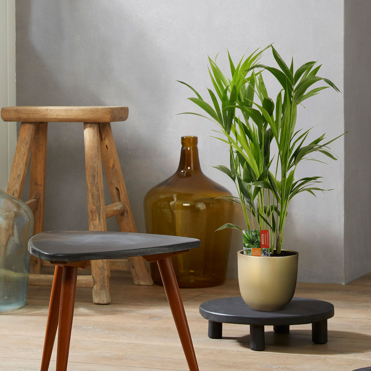 Indoor palm Howea forsteriana XL with decorative gold pot