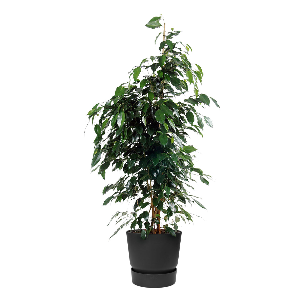 Weeping fig Ficus benjamina 'Danielle' with decorative black pot