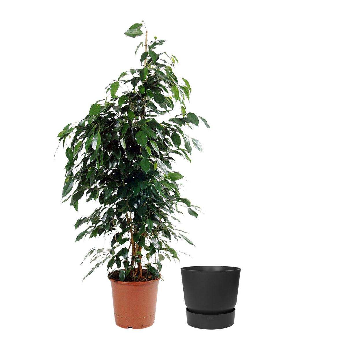 Weeping fig Ficus benjamina 'Danielle' with decorative black pot