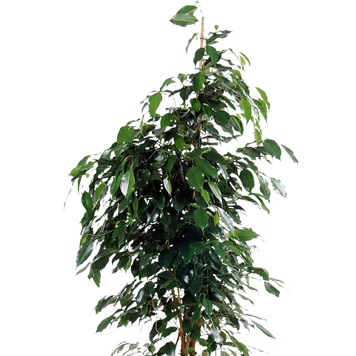 Weeping fig Ficus benjamina 'Danielle' with decorative black pot