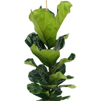 Fiddle-leaf fig plant Ficus lyrata with decorative green pot