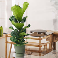 Fiddle-leaf fig plant Ficus lyrata with decorative green pot