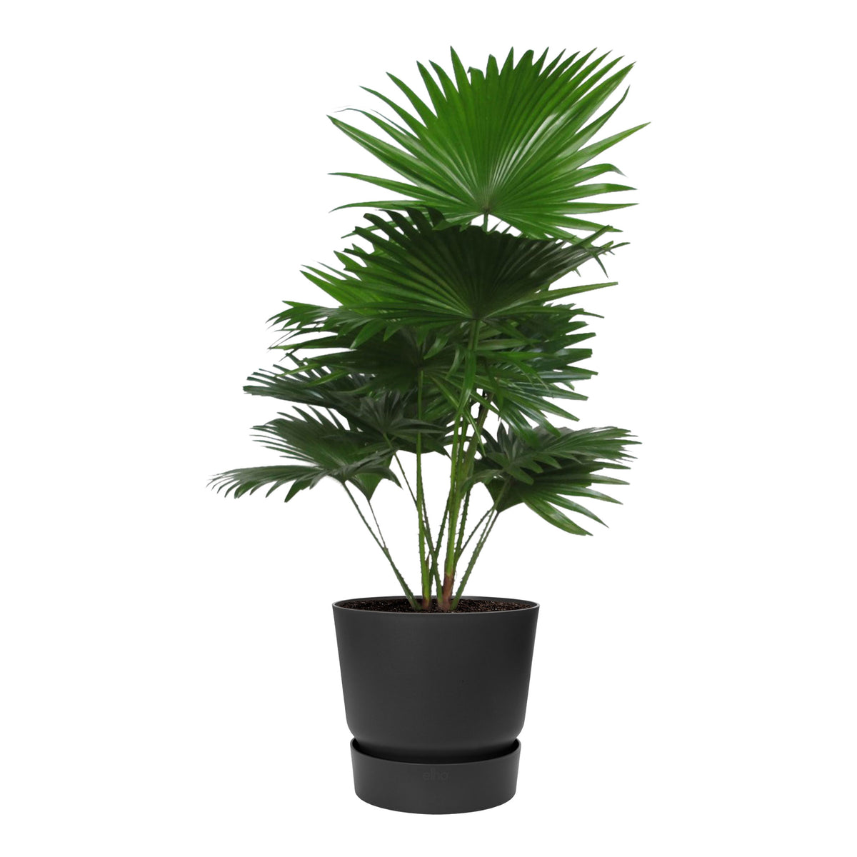 Kentia palm Livistona rotundifolia with decorative black pot