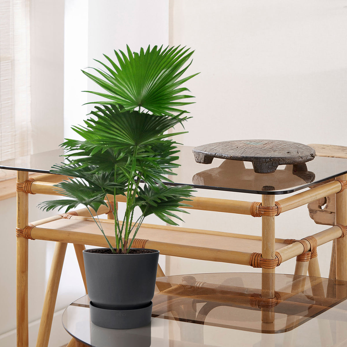 Kentia palm Livistona rotundifolia with decorative black pot