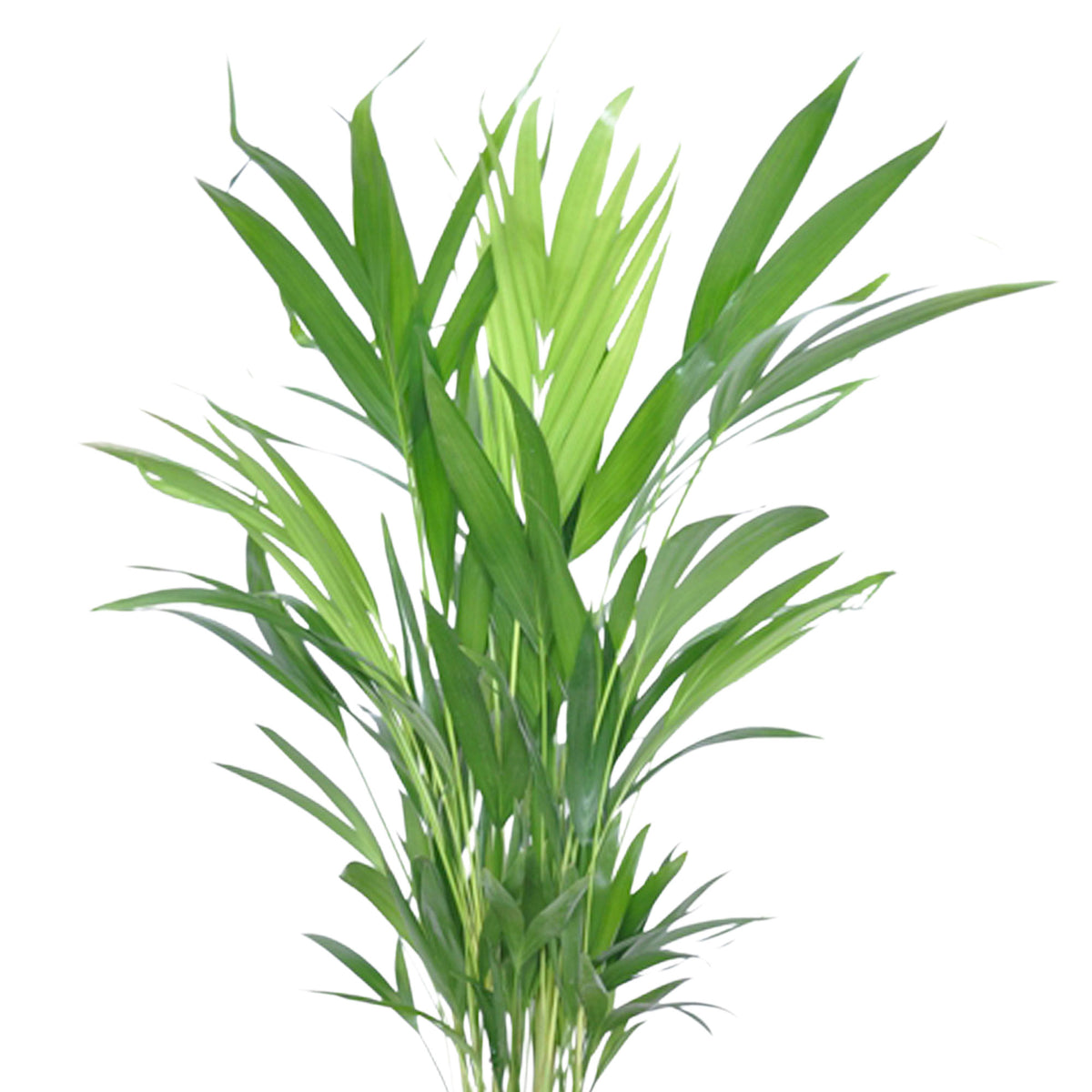 Areca palm Dypsis lutescens with decorative white pot