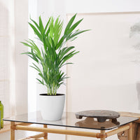 Areca palm Dypsis lutescens with decorative white pot