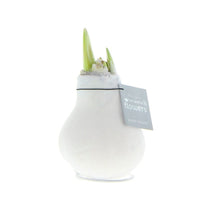 Waxed amaryllis bulb Hippeastrum 'Velvet' white