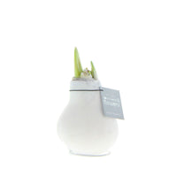 Waxed amaryllis bulb Hippeastrum 'Velvet' white