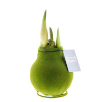 Waxed amaryllis bulb Hippeastrum 'Velvet' green