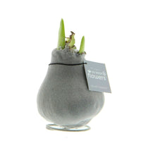 Waxed amaryllis bulb Hippeastrum 'Velvet' silver