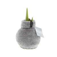 Waxed amaryllis bulb Hippeastrum 'Fluffy Grey'