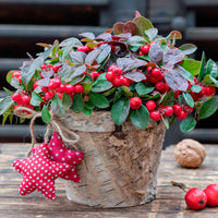 Gaultheria procumbens 'Big Berry' green-red with grey basket