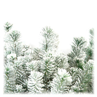 Conifers Pinus  pinea Stone Pine Tree with snow  - Mini Christmas tree