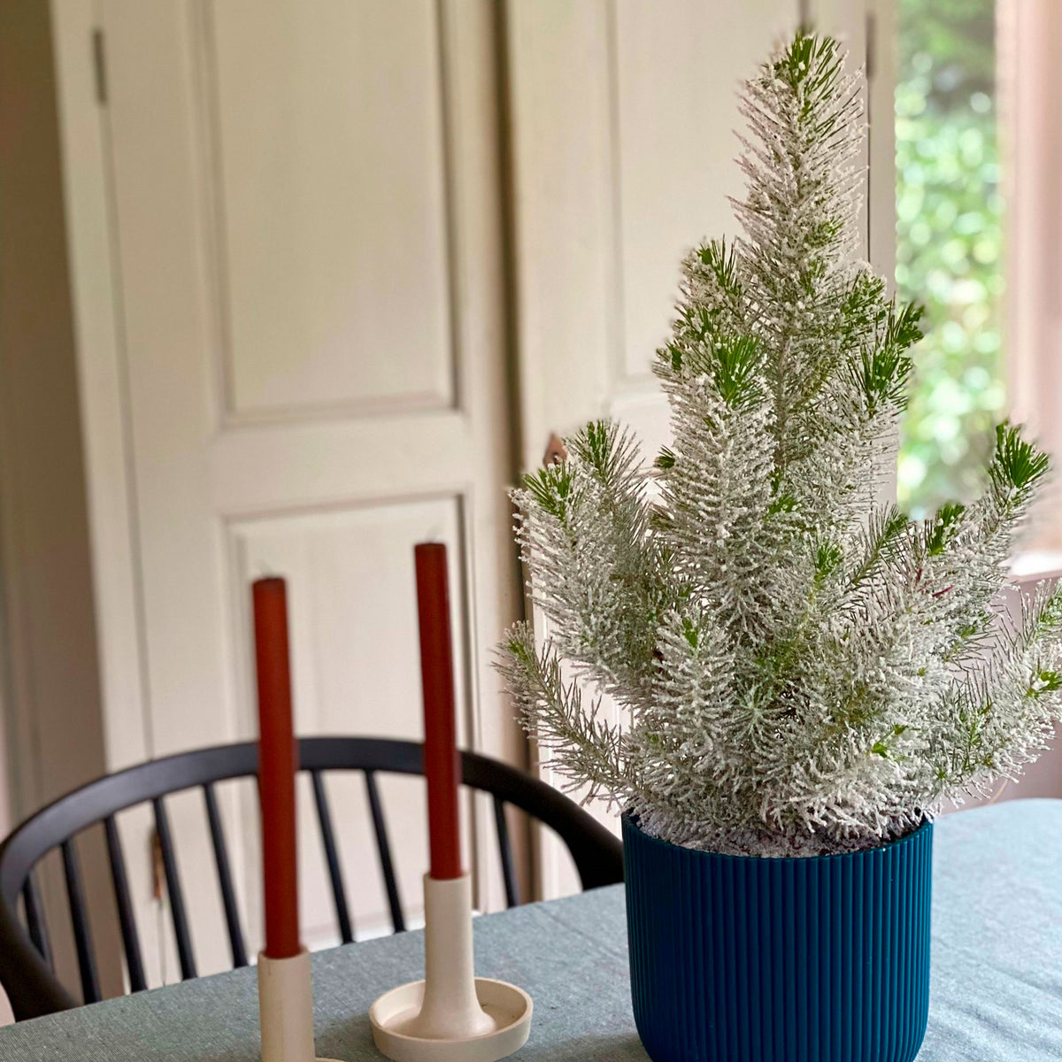 Conifers Pinus  pinea Stone Pine Tree with snow  - Mini Christmas tree