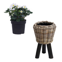 Christmas rose Helleborus niger 'Christmas Carol' with grey rattan dry pot