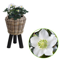 Christmas rose Helleborus niger 'Christmas Carol' with grey rattan dry pot