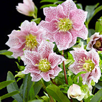 Christmas rose Helleborus 'Hello Amber' Pink - Hardy plant incl. decorative pot