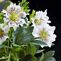 Christmas rose Helleborus 'Hello Pearl' Pink-White - Hardy plant