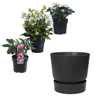Christmas rose Helleborus - Mix 'Helleborus Plezier' with decorative black pot