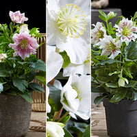 Christmas rose Helleborus - Mix 'Helleborus Plezier' with decorative black pot