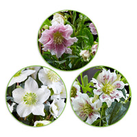 Christmas rose Helleborus - Mix 'Helleborus Plezier' with decorative black pot