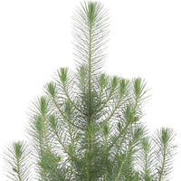 Conifers Pinus 'Silver Crest' with decorative green pot - Hardy plant