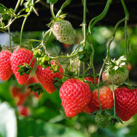 Strawberry Fragaria 'Delizzimo' - Organic in a pot