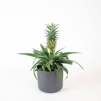 Pineapple plant Ananas 'Corona' incl. decorative pot