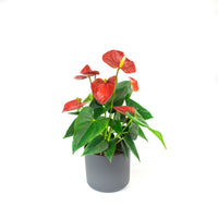 Flamingo plant Anthurium andreanum Red incl. decorative pot