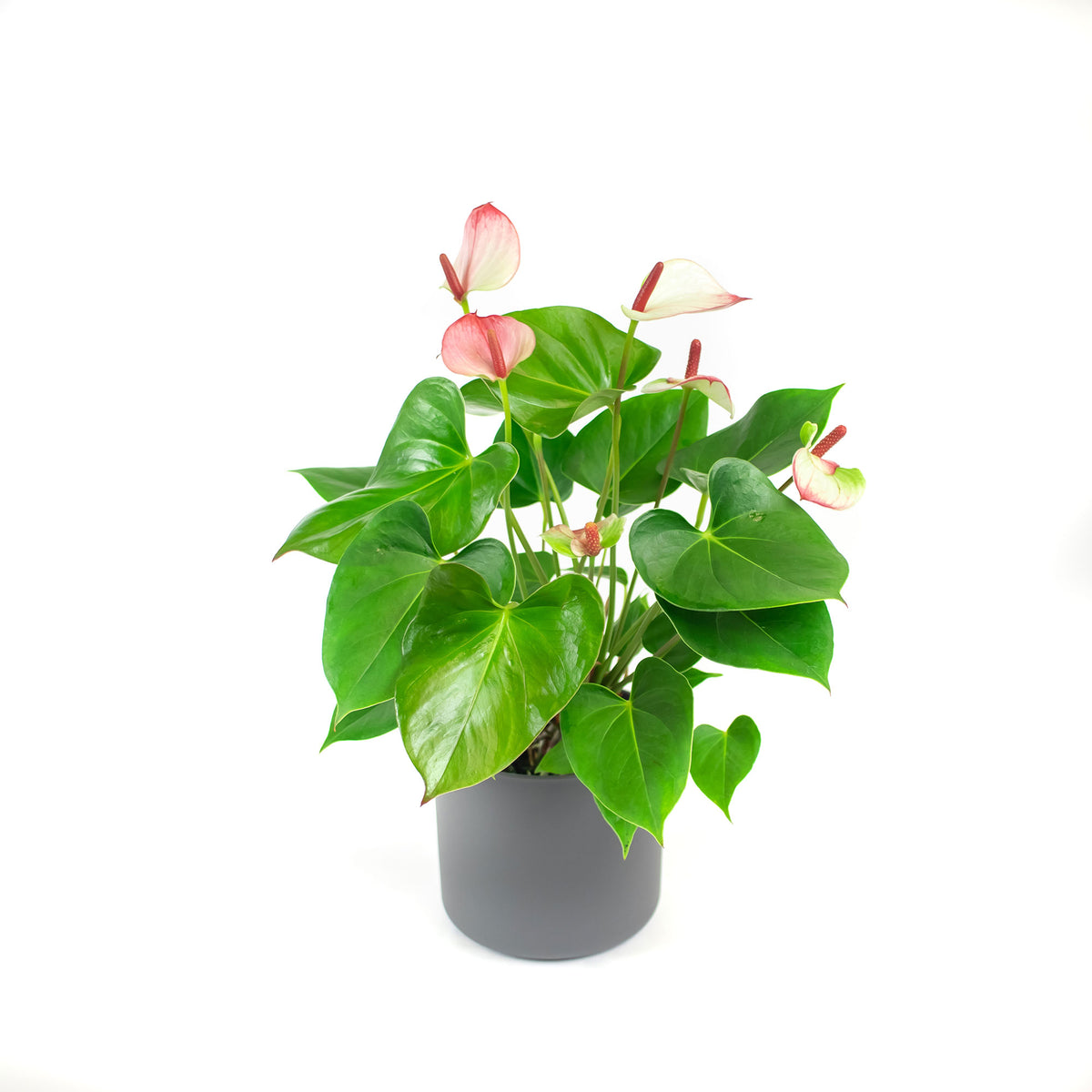 Flamingo plant Anthurium 'Hotlips' Pink-White incl. decorative pot
