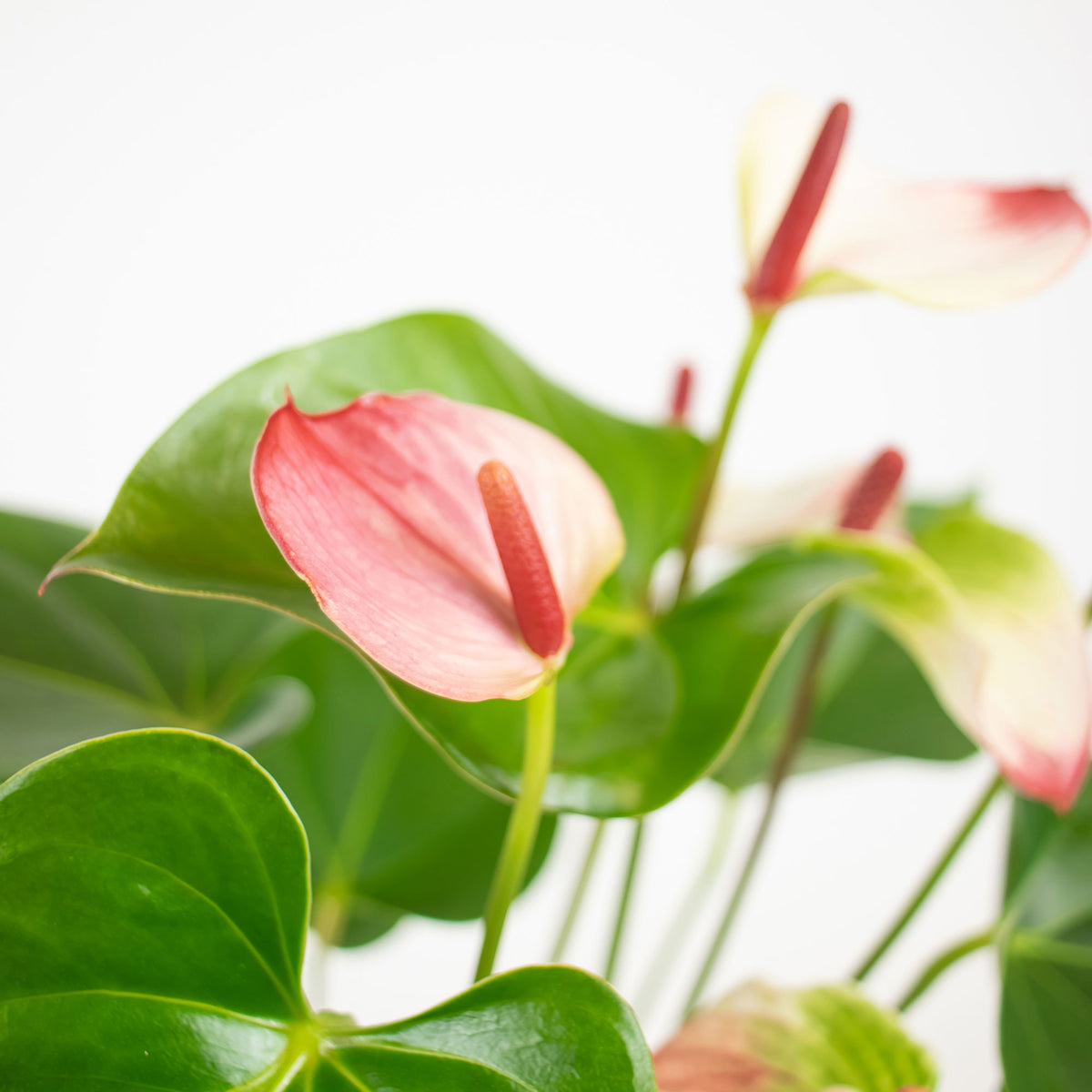 Flamingo plant Anthurium 'Hotlips' Pink-White incl. decorative pot