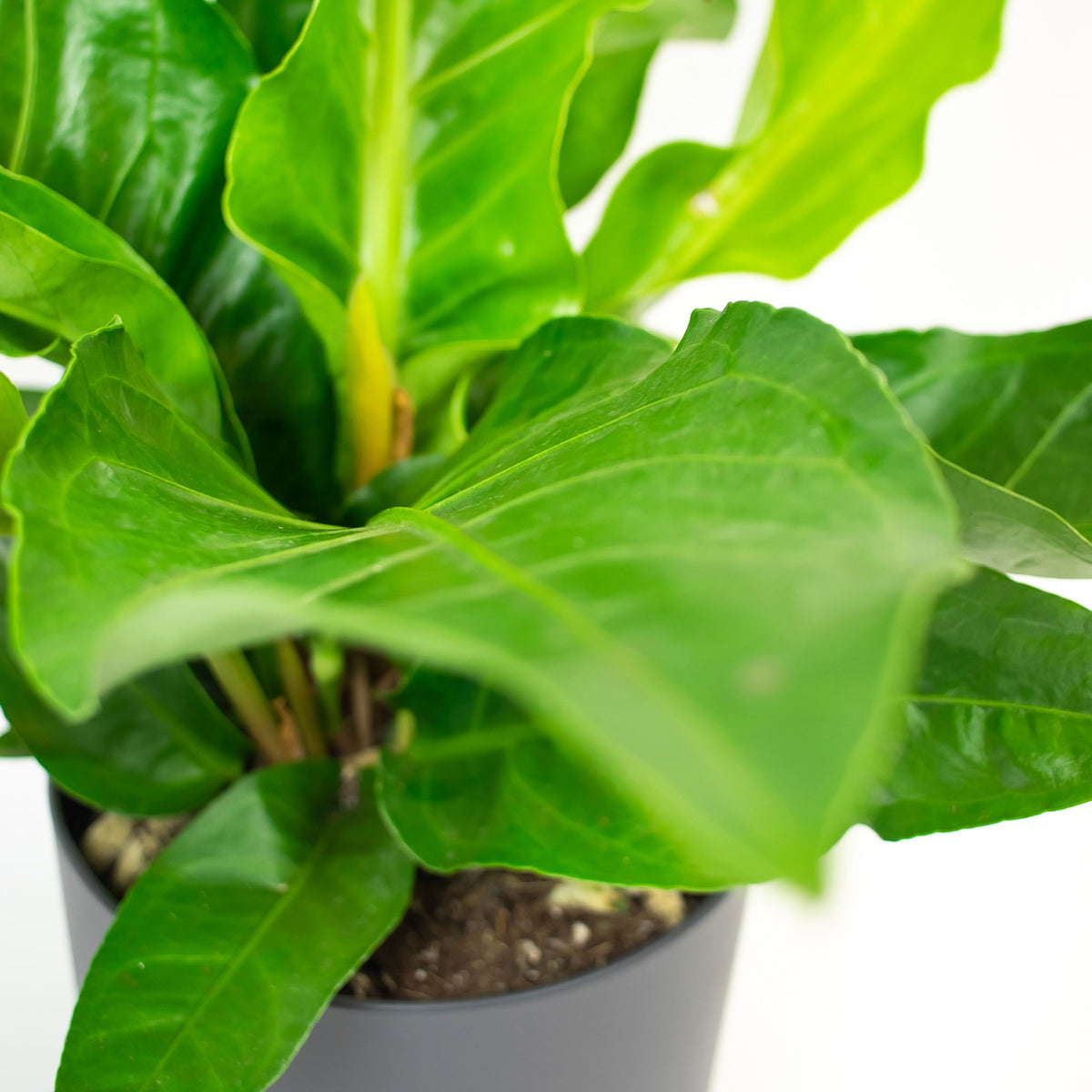 Flamingo plant Anthurium 'Urban' Green incl. decorative pot