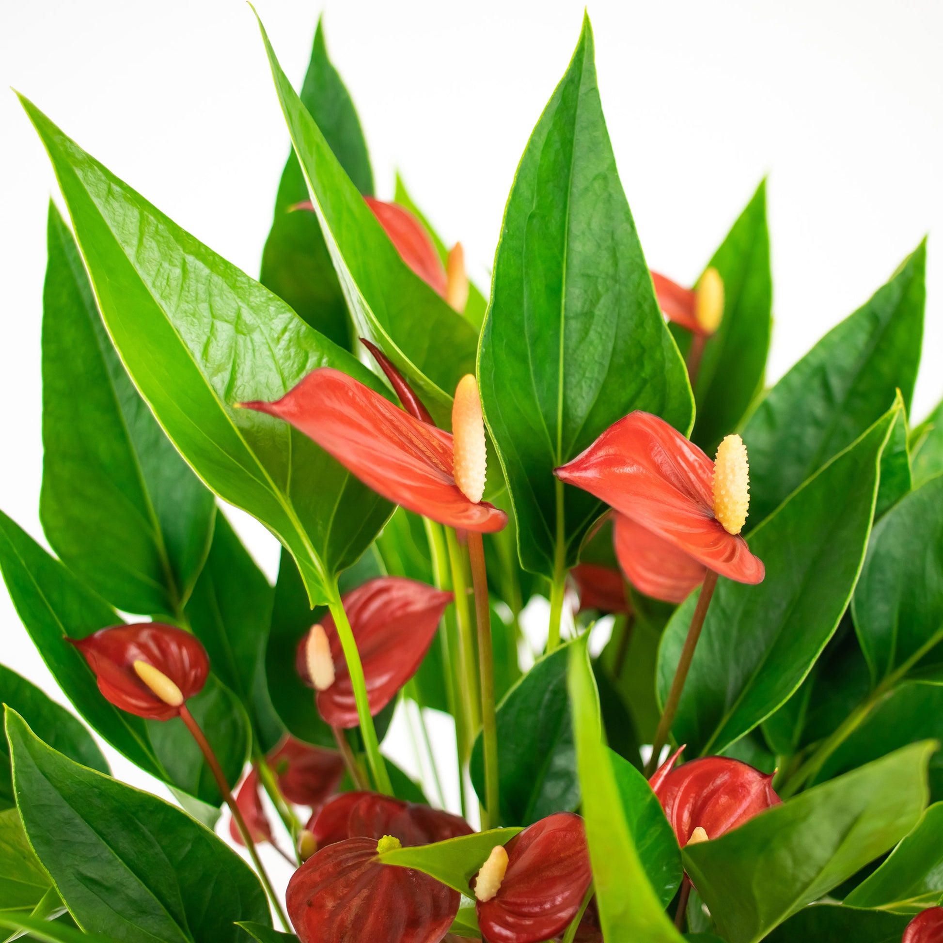 million flowers anthurium Flamingo plant Anthurium 'Million Flowers' Red incl. decorative pot