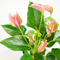 Flamingo plant Anthurium 'Joli Pink' Pink incl. decorative pot