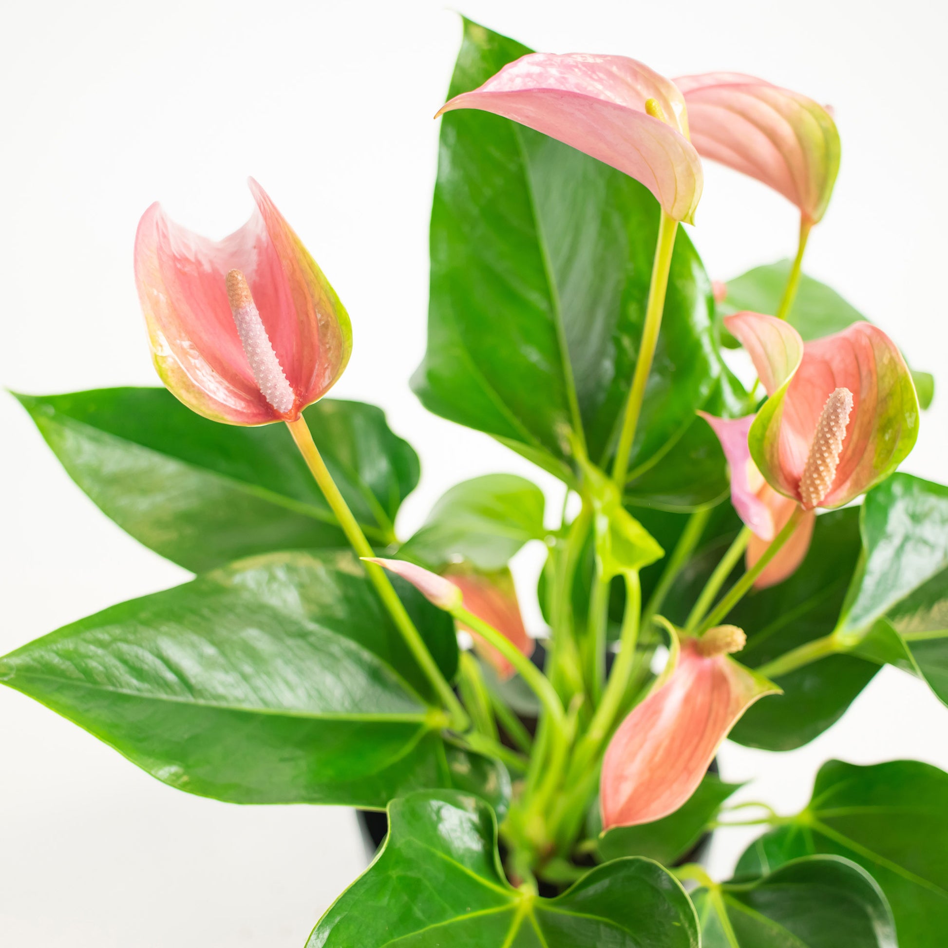 anthurium joli pulse Flamingo plant Anthurium 'Joli Pink' Pink incl. decorative pot