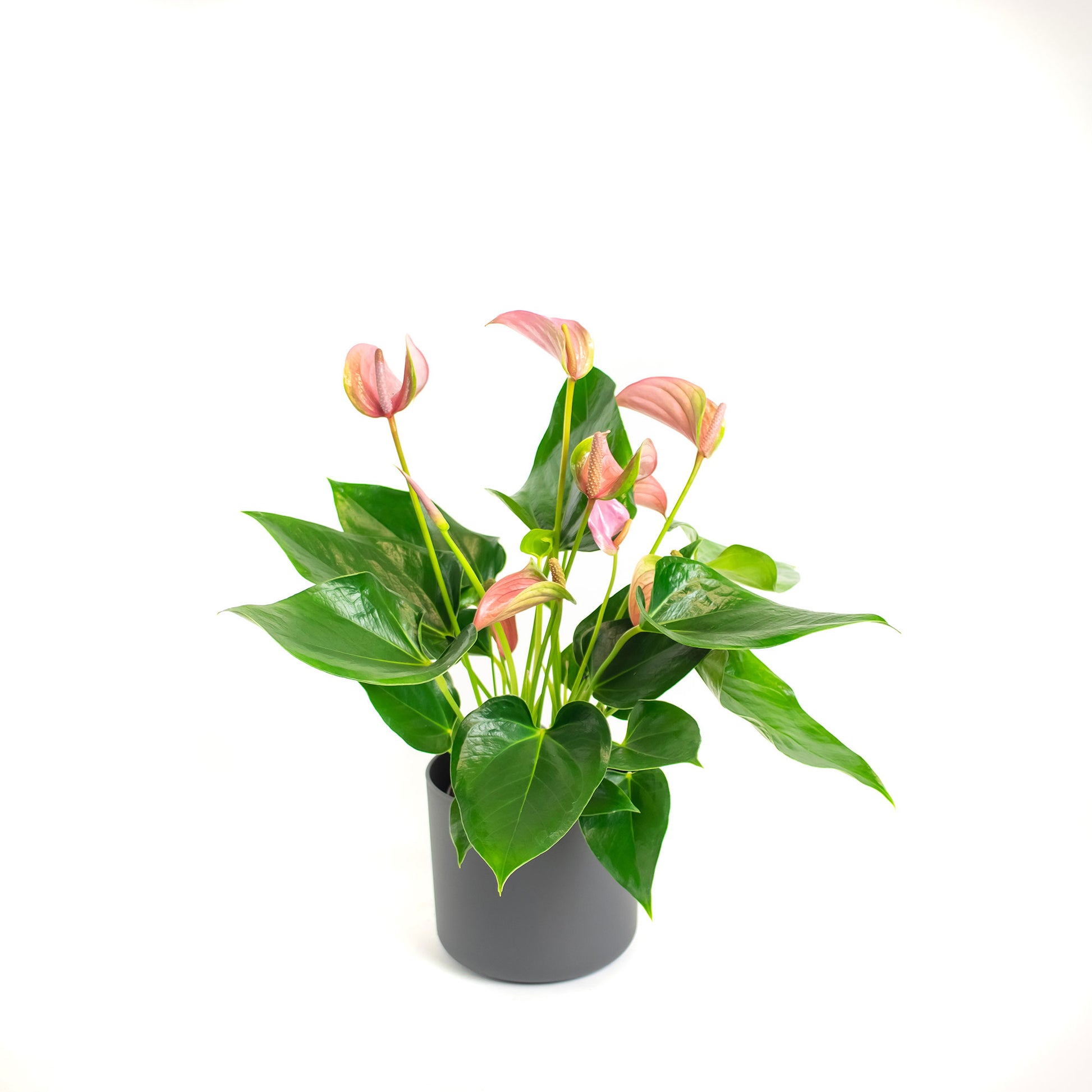 anthurium joli Buy house plants now Flamingo plant Anthurium 'Joli Pink' Pink incl. decorative pot